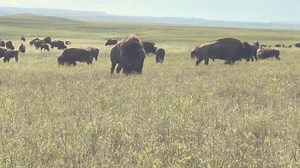 12K views · 454 reactions | For the past month, our buffalo herd has...