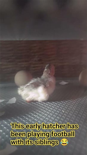 Hatching guinea keets #guineafowl #nature #hatching