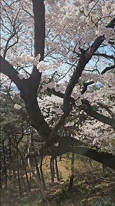 Namsan Sky Forest Trail in SEOUL #namsan #seoul #남산하늘숲길