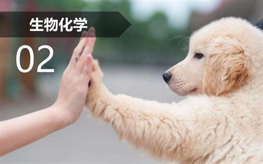 【生物化学】第2讲 构型与构象