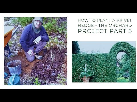 How to Plant a Privet Hedge - The Orchard Project Part 5