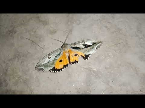 Spider Hunting Butterfly 🦋 | Incredible Nature Moment