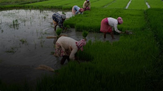 India’s Rice Export Ban Could Drive Global Food Prices Even Higher—Here’s What You Need To Know