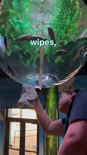 Ever wonder how we take care of those unique super cool hanging #aquarium #shorts