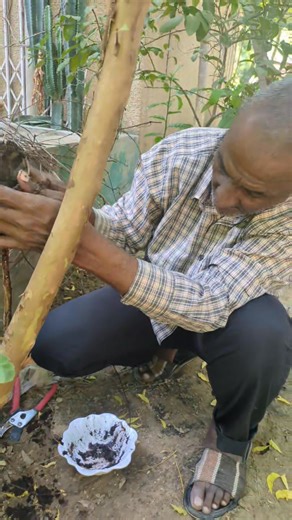 Trying air layering using Coco peat and a plastic container, as this Sweet White Jumbo Guava needs to be spread and enjoyed sooner rather than later, and God willing. | Rahma Monguno