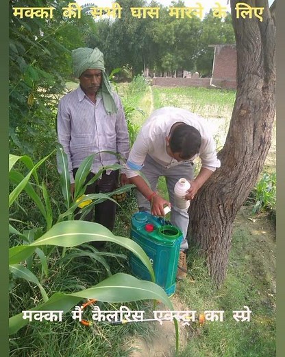 मक्का की घास कैसे मारे //corn weeds//मक्का खरपतवार नियंत्रण//makka ki ghas// syngenta calaris extra