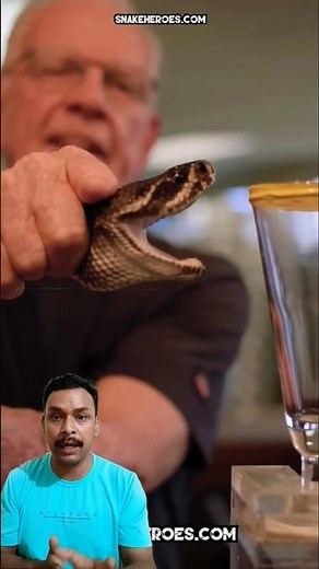 Snake Venom Life Saver: The Process of Venom Extraction and Antivenom Production #snake #trending