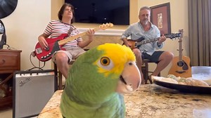 58K views · 1K reactions | Here is the amazing rock singing Tico the parrot & the Man Frank Maglio Tico & the Man from the USA along with friend Michael with the Rolling Stones great 'Honky Tonk Women'! Help them get to a million subscribers: | The Music Man | Facebook