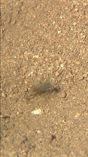 Who dug the trap pit? 🔍🐜 | Ant-lion Larva | Peet The Forest Detective #shorts