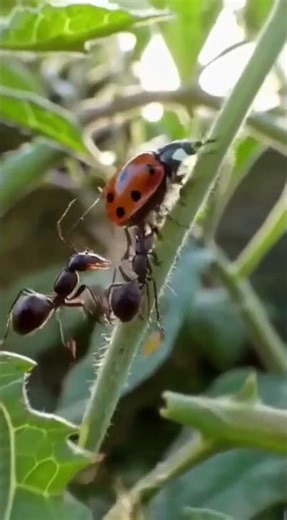 A tiny predator patrols the garden… 🐞 #bug