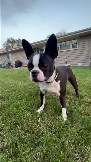 My little crazy Boston terrier