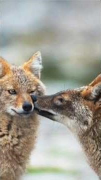 the animal that are so dangerous. 100000000000000000000000000000000000000000000000000000000000000000