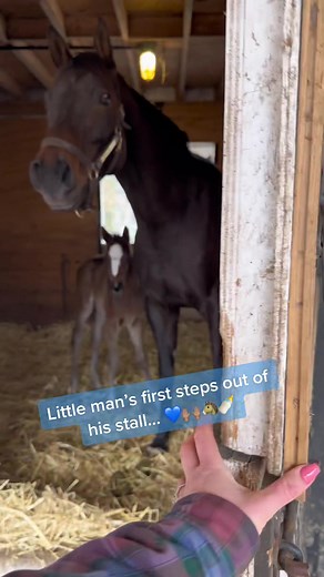 Exciting Moments: Foal's First Steps Outside!