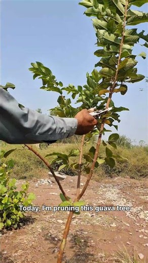 Don’t Skip THIS Guava Pruning Step! #GuavaPruning #GuavaTree #shorts #satisfying #shortsfeed