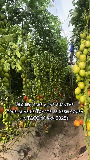 Toyota Tacoma 4x4 Tomate: ¿Desbloqueo con Toneladas de Tomate?