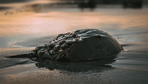 Which Animal Has The Most Valuable Blood?