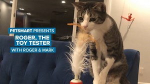 18K views · 155 reactions | Meet Mark and his rescue kitty, Roger. They’re here to check out some new toys and show you how they work! Love the toys featured? Shop our cat toys ptsmrt.co/cat_toys #fortheloveofpets #StayHomeWithPetSmart | PetSmart | Facebook