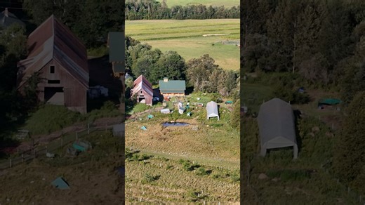 Grow More Trees: The Farm Hack I Wish I’d Started Sooner