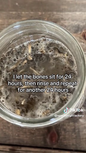 Replying to @Burning in hell rn easy, affordable, and doesnt take long at all #vultureculture #animalbones #odditiesandcuriosities #odditytok #bones #bonecollector #oddity #skull #owlpellet #rats #rodent #owl