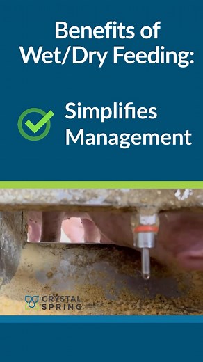 19 reactions | The benefits of wet/dry feeding have been proven by research (over and over again). Learn more at crystalspring.com or contact our team at info@cshe.com or WhatsApp/Phone +1 (402) 227-8228. #Pigs #Hogs #PigFarming #PigProducer #PigProduction #HogEquipment #CrystalSpring #agriculture #porkproducer #porkproduction | Crystal Spring Hog Equipment | Facebook