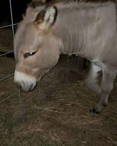 261K views · 6.3K reactions | Donkey alerts his owner about a goat trapped in the fence  | Furry Tails | Facebook
