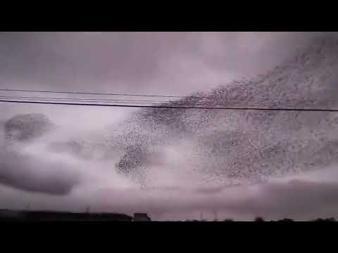 Huge Flock of Starlings in Murmuration Before Nesting - 1287781