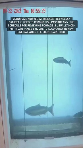Daily fish counts at Willamette Falls can be viewed here: https://myodfw.com/willamette-falls-fish-counts | Oregon Department of Fish and Wildlife