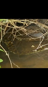 18K views · 43 reactions | Ein Fund, den man nicht alle Tage macht: Ein Radfahrer hat in einem Bach in Schleswig-Holstein eine zweieinhalb Meter lange Anakonda entdeckt.  Stellt sich die Frage: Wie kam die Würgeschlange in den Bach?  noz.de/48801055 | noz.de | Facebook
