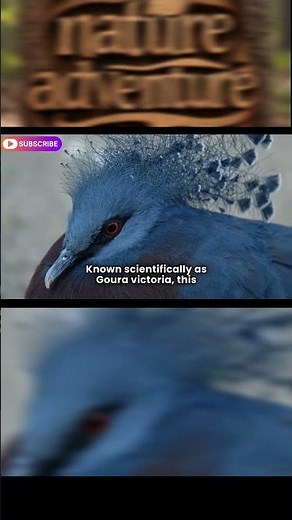 Discover the Majestic Blue Crowned Pigeon: Stunning Facts and Rare Footage #wildlifeentertainment