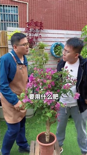 Bougainvillea winter pruning and fertilization methods #bougainvillea #flowersandplants #gardenin...