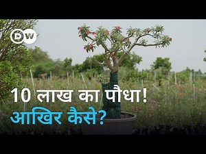बिना खाद उगने वाला 'रेगिस्तान का गुलाब' [Tamil Nadu: Growing rare desert roses 'Adenium Arabicum']