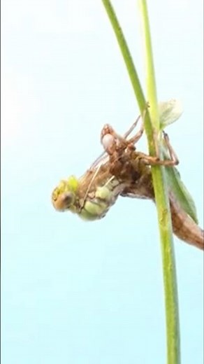 Dragonfly’s Stunning Transformation