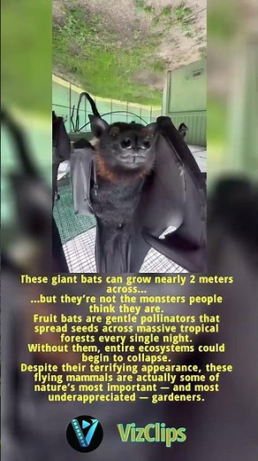 Why Fruit Bats Are So Important