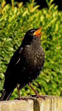 Relaxing Bird Sounds ASMR Common Blackbird Singing in a Peaceful English Garden #birdsong