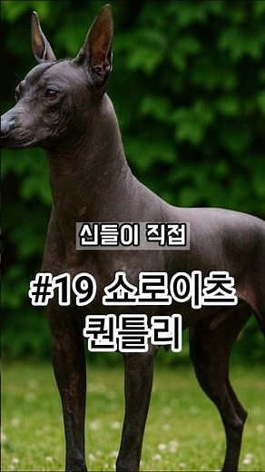 #19 Xoloitzcuintli: The Sacred Aztec Dog’s Hidden Origin! 쇼로이츠퀸틀리의 반전 역사