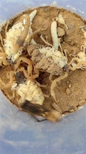 How Scorpions Give Birth: The Fascinating Process Revealed