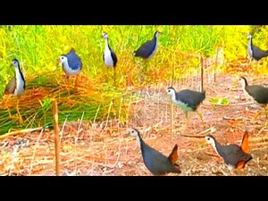 THE BEST TRAP FOR HUNTING WILD BIRDS WITH SOUNDS BIRDS AMAZING BIRD TRAP