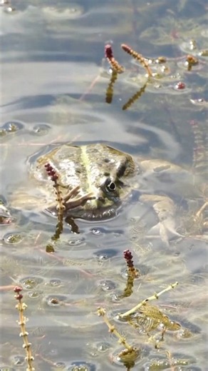 Giant Frog Swimming in Crystal Water 🐸 | Amazing Frog Life in Nature 4K
