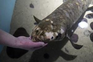 Meet Methuselah, the Oldest Living Aquarium Fish - The National Herald