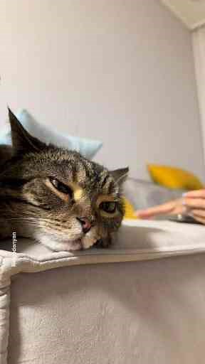 A Day in the Life of Ringo Danyan’s Cat Food Adventure