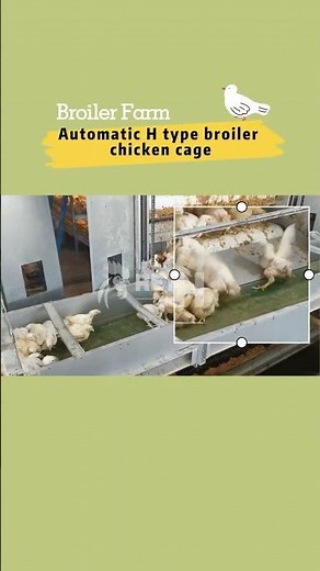 Automatic birds harvesting system | Broiler chicken farm business - RETECH Farming