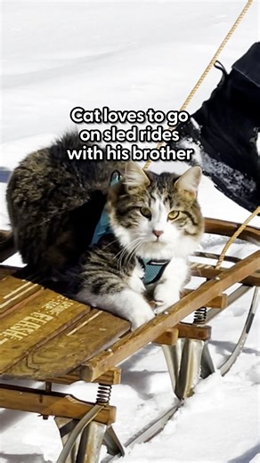 837K views · 10K reactions | We can't believe this is real ❤️ We talked to Camper Leo's mom and dad about how this started, and how they got them a brand-new sled for Christmas! Keep up with the family on Instagram: https://thedo.do/Camperandleo | The Dodo | Facebook