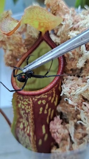 53K views · 108 reactions | Carnivorous plant eating spider #shortstory #reelsfb23 #reelsvideotrending #asmremojichallenge #ASMR #viral #fyp #trend #trendingreels #trending | Carnivorous Plants | Facebook