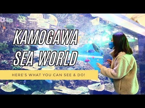 Kamogawa Sea World - Here's what you can see & do!