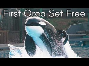 Keiko the Killer Whale: What Happened After Free Willy?