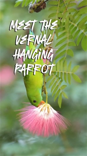 Sanjeev Prasad Poudel | The Vernal Hanging Parrot hangs upside down like a little green acrobat, holding on to a powder puff flower and enjoying its sweet nectar.... | Instagram