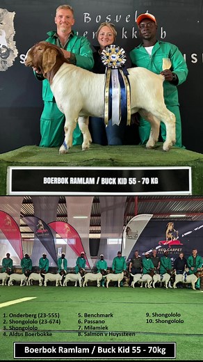 Sako and Karios from Onderberg boerbok stoet journey to the regional championship with an impressive performances. They executed a winning strategy to claim the title, cementing their status as rising stars. #goat🐐 #goats #boergoats #showgoats #farming #bokliefde #boerbok #boer