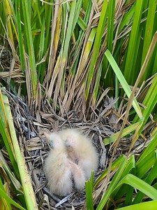 Green heron bird nest | Border Birds