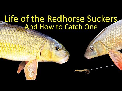 Life of the Redhorse Sucker and How to Catch One Fishing (Underwater Video)