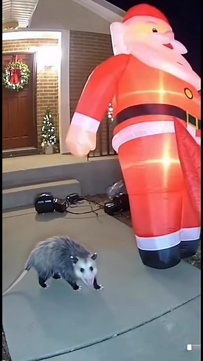 When the possum gets scared by Santa  | Qiyamah | Facebook